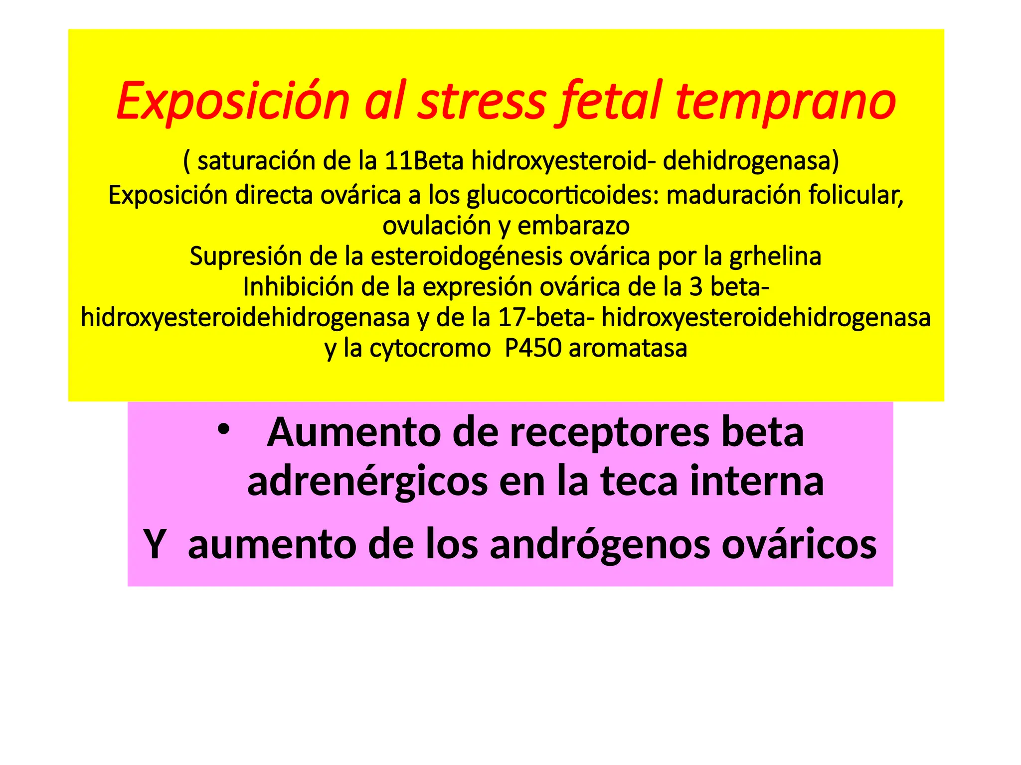 Exposición al stress fetal temprano
( saturación de la 11Beta hidroxyesteroid- dehidrogenasa)
Exposición directa ovárica a los glucocorticoides: maduración folicular,
ovulación y embarazo
Supresión de la esteroidogénesis ovárica por la grhelina
Inhibición de la expresión ovárica de la 3 beta-
hidroxyesteroidehidrogenasa y de la 17-beta- hidroxyesteroidehidrogenasa
y la cytocromo P450 aromatasa
• Aumento de receptores beta
adrenérgicos en la teca interna
Y aumento de los andrógenos ováricos
 