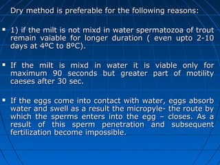 Dry method is preferable ffoorr tthhee ffoolllloowwiinngg rreeaassoonnss:: 
 11)) iiff tthhee mmiilltt iiss nnoott mmiixxdd iinn wwaatteerr ssppeerrmmaattoozzooaa ooff ttrroouutt 
rreemmaaiinn vvaaiiaabbllee ffoorr lloonnggeerr dduurraattiioonn (( eevveenn uuppttoo 22--1100 
ddaayyss aatt 44ºCC ttoo 88ºCC)).. 
 IIff tthhee mmiilltt iiss mmiixxdd iinn wwaatteerr iitt iiss vviiaabbllee oonnllyy ffoorr 
mmaaxxiimmuumm 9900 sseeccoonnddss bbuutt ggrreeaatteerr ppaarrtt ooff mmoottiilliittyy 
ccaaeesseess aafftteerr 3300 sseecc.. 
 IIff tthhee eeggggss ccoommee iinnttoo ccoonnttaacctt wwiitthh wwaatteerr,, eeggggss aabbssoorrbb 
wwaatteerr aanndd sswweellll aass aa rreessuulltt tthhee mmiiccrrooppyyllee-- tthhee rroouuttee bbyy 
wwhhiicchh tthhee ssppeerrmmss eenntteerrss iinnttoo tthhee eegggg –– cclloosseess.. AAss aa 
rreessuulltt ooff tthhiiss ssppeerrmm ppeenneettrraattiioonn aanndd ssuubbsseeqquueenntt 
ffeerrttiilliizzaattiioonn bbeeccoommee iimmppoossssiibbllee.. 
 