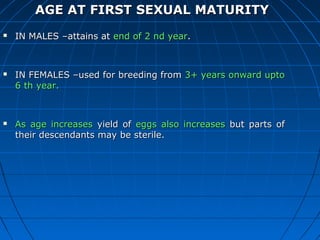 AGE AATT FFIIRRSSTT SSEEXXUUAALL MMAATTUURRIITTYY 
 IINN MMAALLEESS ––aattttaaiinnss aatt eenndd ooff 22 nndd yyeeaarr.. 
 IINN FFEEMMAALLEESS ––uusseedd ffoorr bbrreeeeddiinngg ffrroomm 33++ yyeeaarrss oonnwwaarrdd uuppttoo 
66 tthh yyeeaarr.. 
 AAss aaggee iinnccrreeaasseess yyiieelldd ooff eeggggss aallssoo iinnccrreeaasseess bbuutt ppaarrttss ooff 
tthheeiirr ddeesscceennddaannttss mmaayy bbee sstteerriillee.. 
 