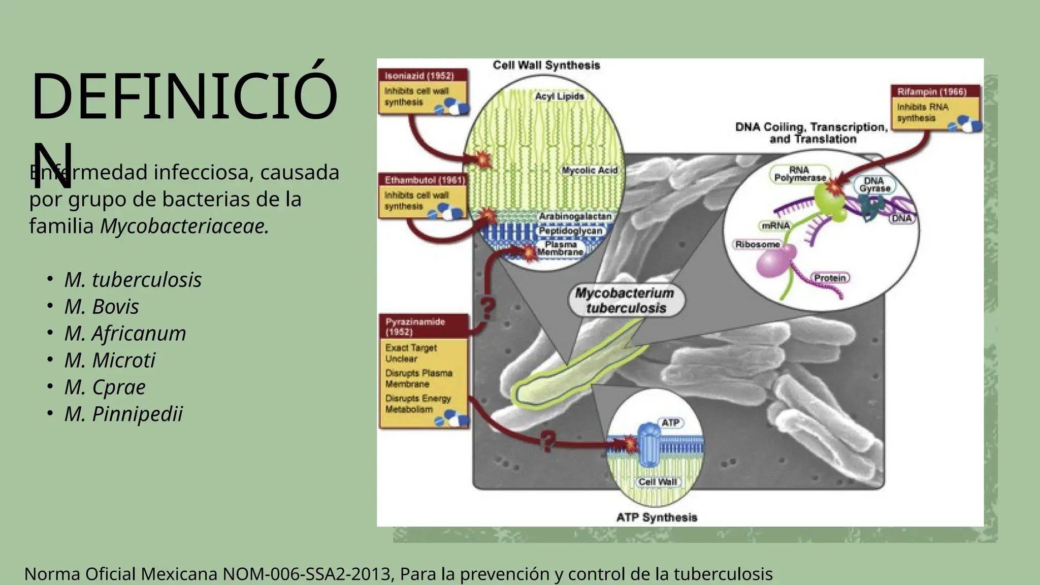 DEFINICIÓ
N
Enfermedad infecciosa, causada
por grupo de bacterias de la
familia Mycobacteriaceae.
• M. tuberculosis
• M. Bovis
• M. Africanum
• M. Microti
• M. Cprae
• M. Pinnipedii
Norma Oficial Mexicana NOM-006-SSA2-2013, Para la prevención y control de la tuberculosis
 