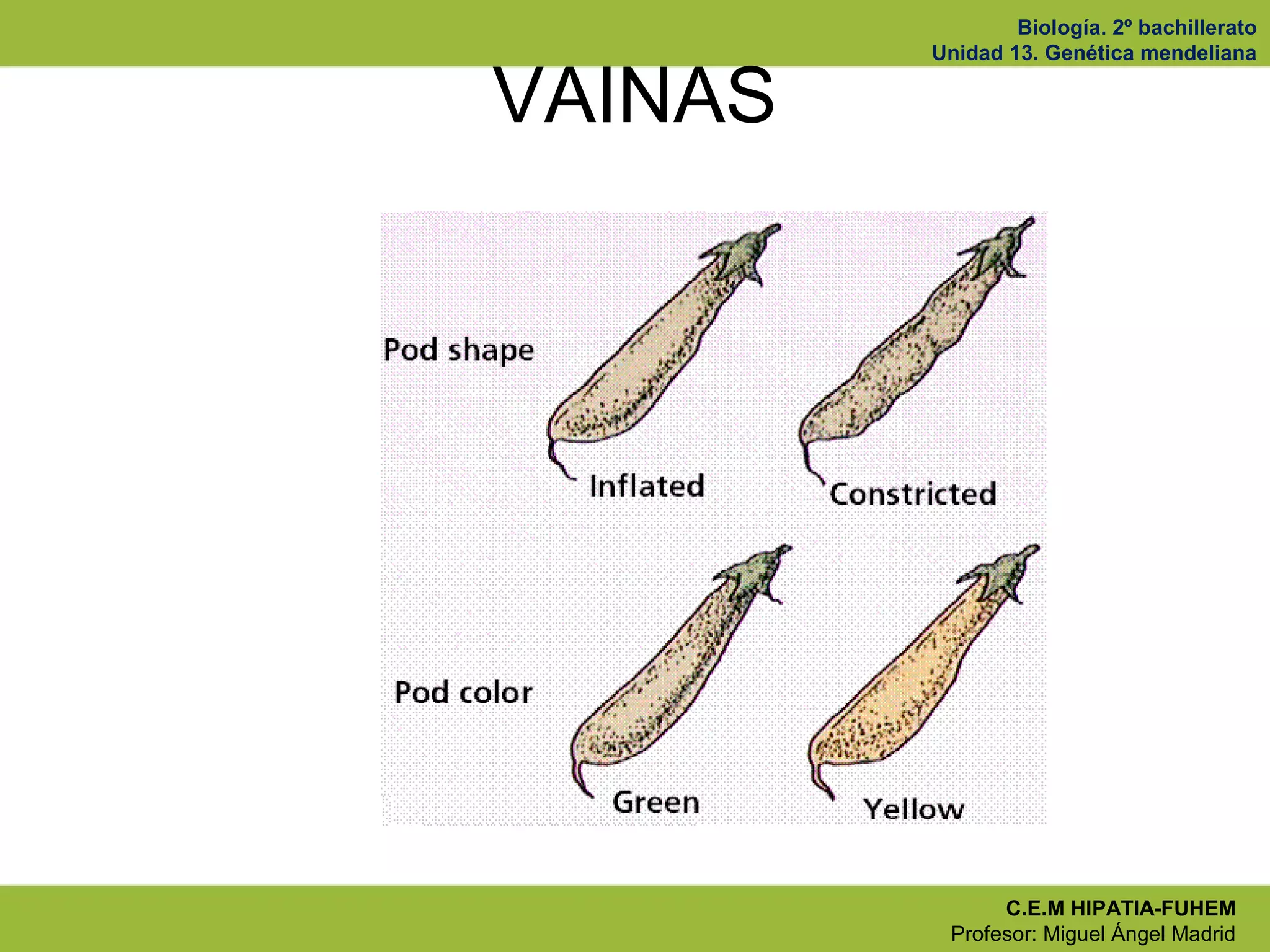 Biología. 2º bachillerato
Unidad 13. Genética mendeliana
C.E.M HIPATIA-FUHEM
Profesor: Miguel Ángel Madrid
VAINAS
 