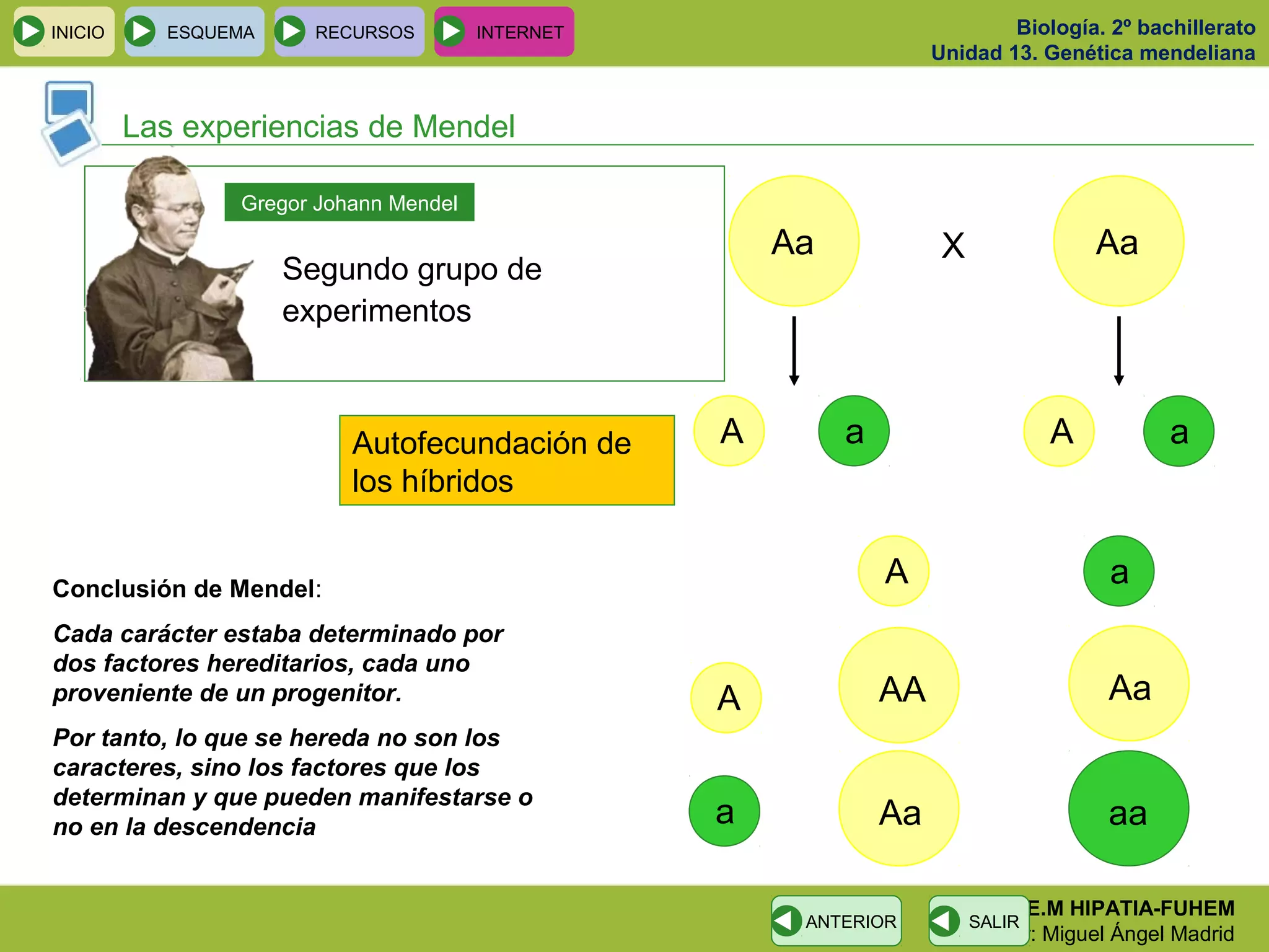 Biología. 2º bachillerato
Unidad 13. Genética mendeliana
C.E.M HIPATIA-FUHEM
Profesor: Miguel Ángel Madrid
INICIO ESQUEMA RECURSOS INTERNET
Las experiencias de Mendel
SALIRANTERIOR
Segundo grupo de
experimentos
Gregor Johann Mendel
Autofecundación de
los híbridos
Aa Aa
A Aa a
X
A
A
a
a
AA
Aa
Aa
aa
Conclusión de Mendel:
Cada carácter estaba determinado por
dos factores hereditarios, cada uno
proveniente de un progenitor.
Por tanto, lo que se hereda no son los
caracteres, sino los factores que los
determinan y que pueden manifestarse o
no en la descendencia
 
