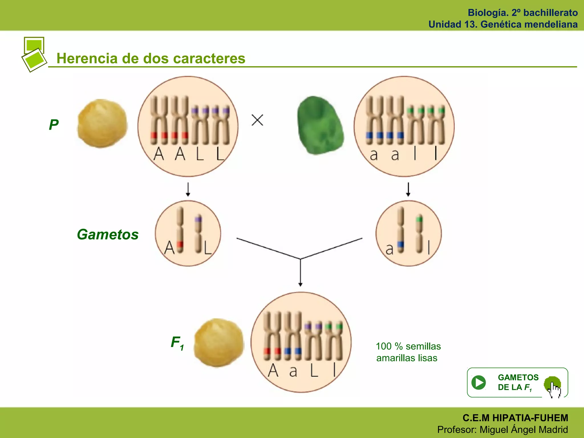 Biología. 2º bachillerato
Unidad 13. Genética mendeliana
C.E.M HIPATIA-FUHEM
Profesor: Miguel Ángel Madrid
Herencia de dos caracteres
P
F1
Gametos
100 % semillas
amarillas lisas
GAMETOS
DE LA F1
 