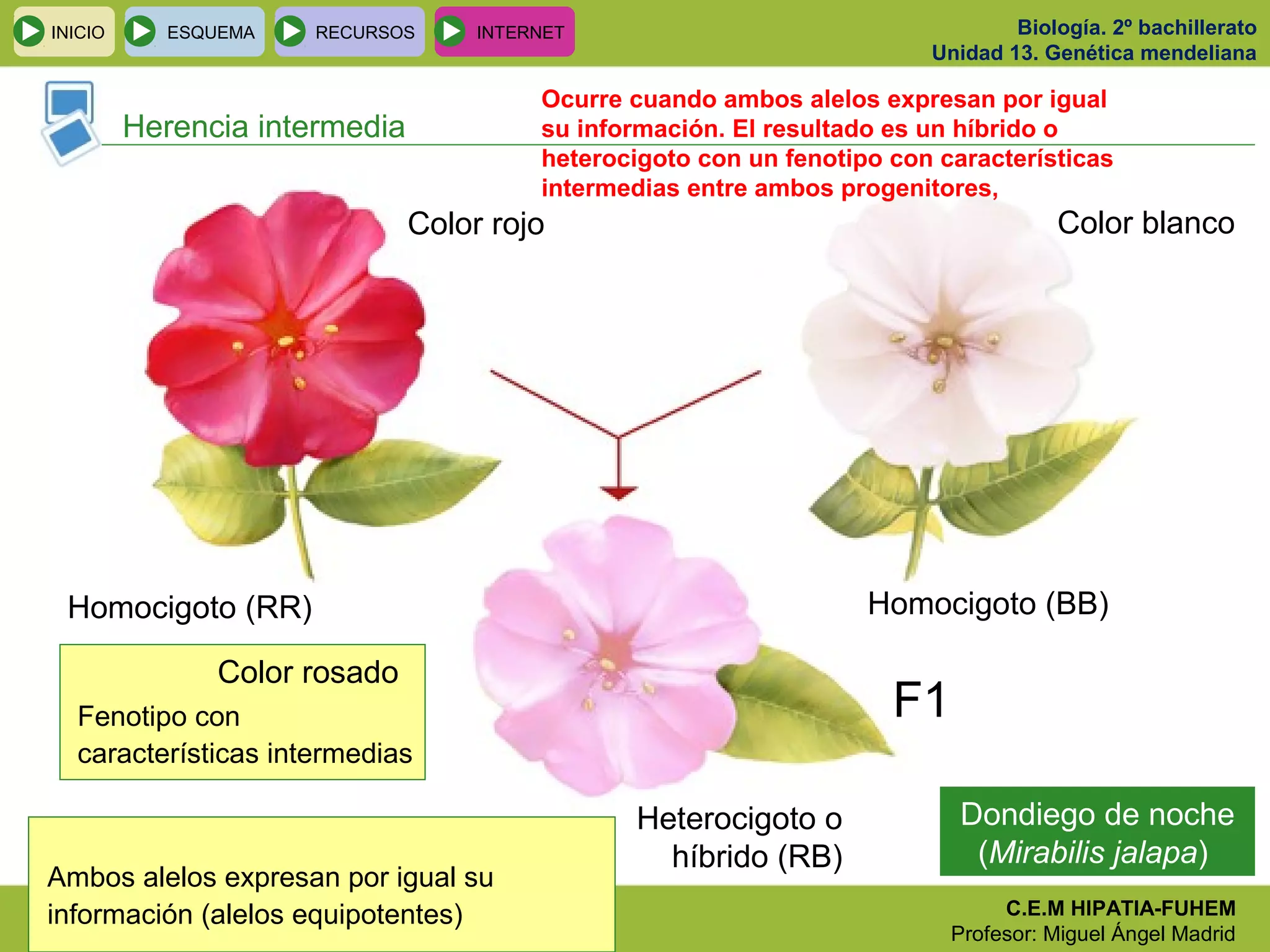 Biología. 2º bachillerato
Unidad 13. Genética mendeliana
C.E.M HIPATIA-FUHEM
Profesor: Miguel Ángel Madrid
INICIO ESQUEMA RECURSOS INTERNET
Herencia intermedia
Dondiego de noche
(Mirabilis jalapa)
Homocigoto (RR)
Color rojo Color blanco
Homocigoto (BB)
Heterocigoto o
híbrido (RB)
F1
Color rosado
Fenotipo con
características intermedias
Ambos alelos expresan por igual su
información (alelos equipotentes)
Ocurre cuando ambos alelos expresan por igual
su información. El resultado es un híbrido o
heterocigoto con un fenotipo con características
intermedias entre ambos progenitores,
 