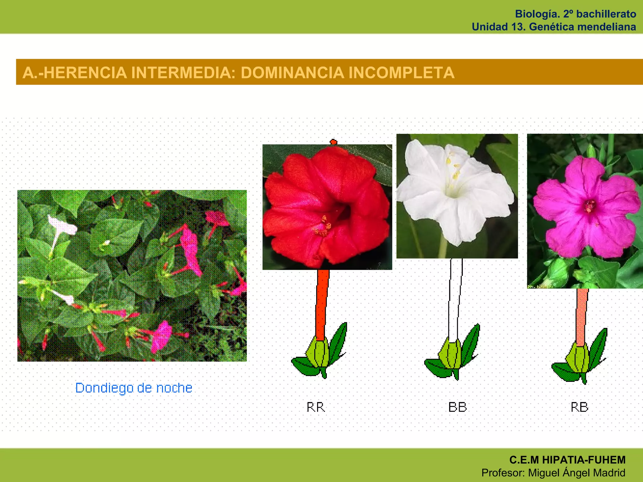 Biología. 2º bachillerato
Unidad 13. Genética mendeliana
C.E.M HIPATIA-FUHEM
Profesor: Miguel Ángel Madrid
A.-HERENCIA INTERMEDIA: DOMINANCIA INCOMPLETA
 