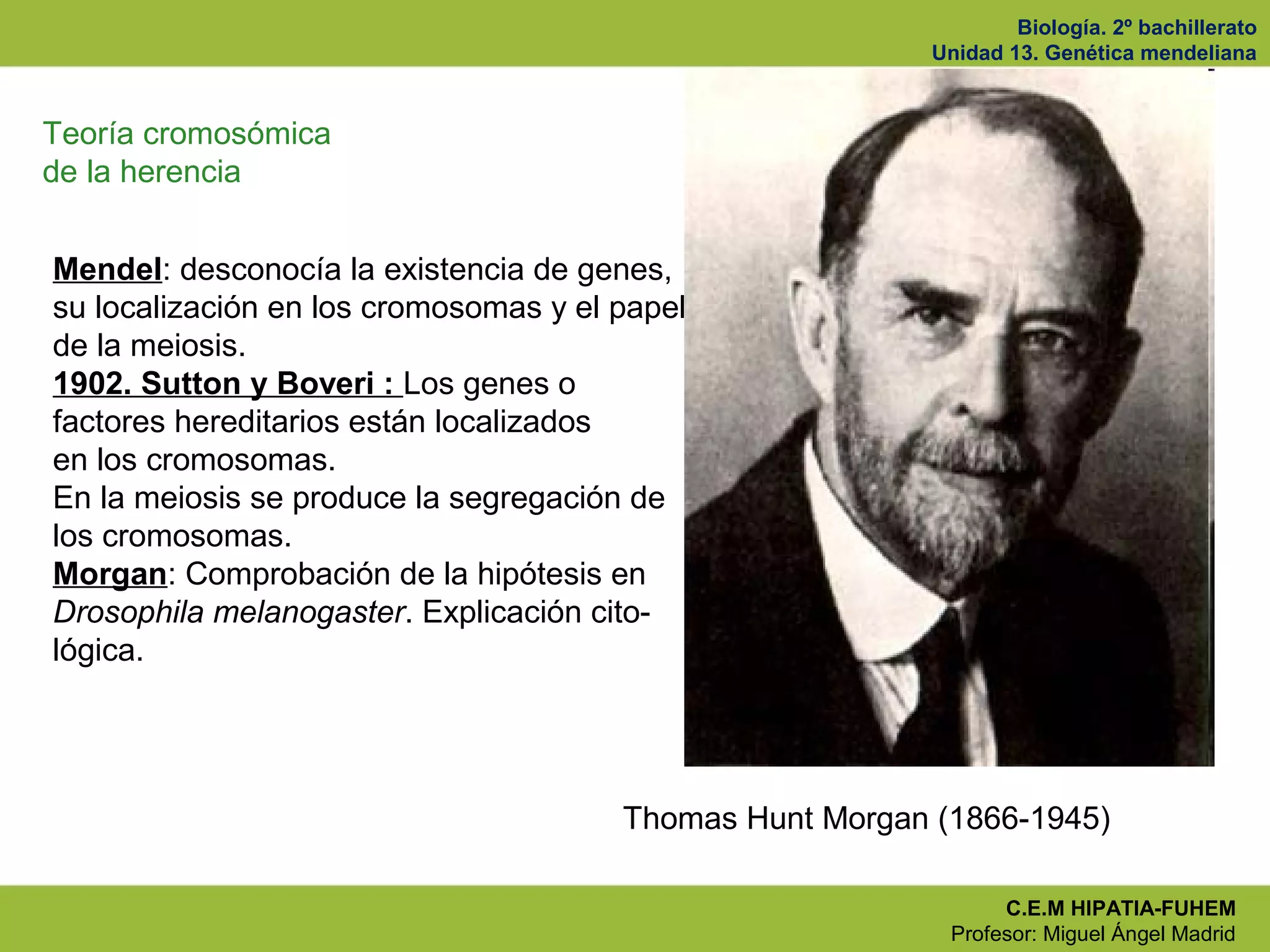 Biología. 2º bachillerato
Unidad 13. Genética mendeliana
C.E.M HIPATIA-FUHEM
Profesor: Miguel Ángel Madrid
Thomas Hunt Morgan (1866-1945)
Teoría cromosómica
de la herencia
Mendel: desconocía la existencia de genes,
su localización en los cromosomas y el papel
de la meiosis.
1902. Sutton y Boveri : Los genes o
factores hereditarios están localizados
en los cromosomas.
En la meiosis se produce la segregación de
los cromosomas.
Morgan: Comprobación de la hipótesis en
Drosophila melanogaster. Explicación cito-
lógica.
 
