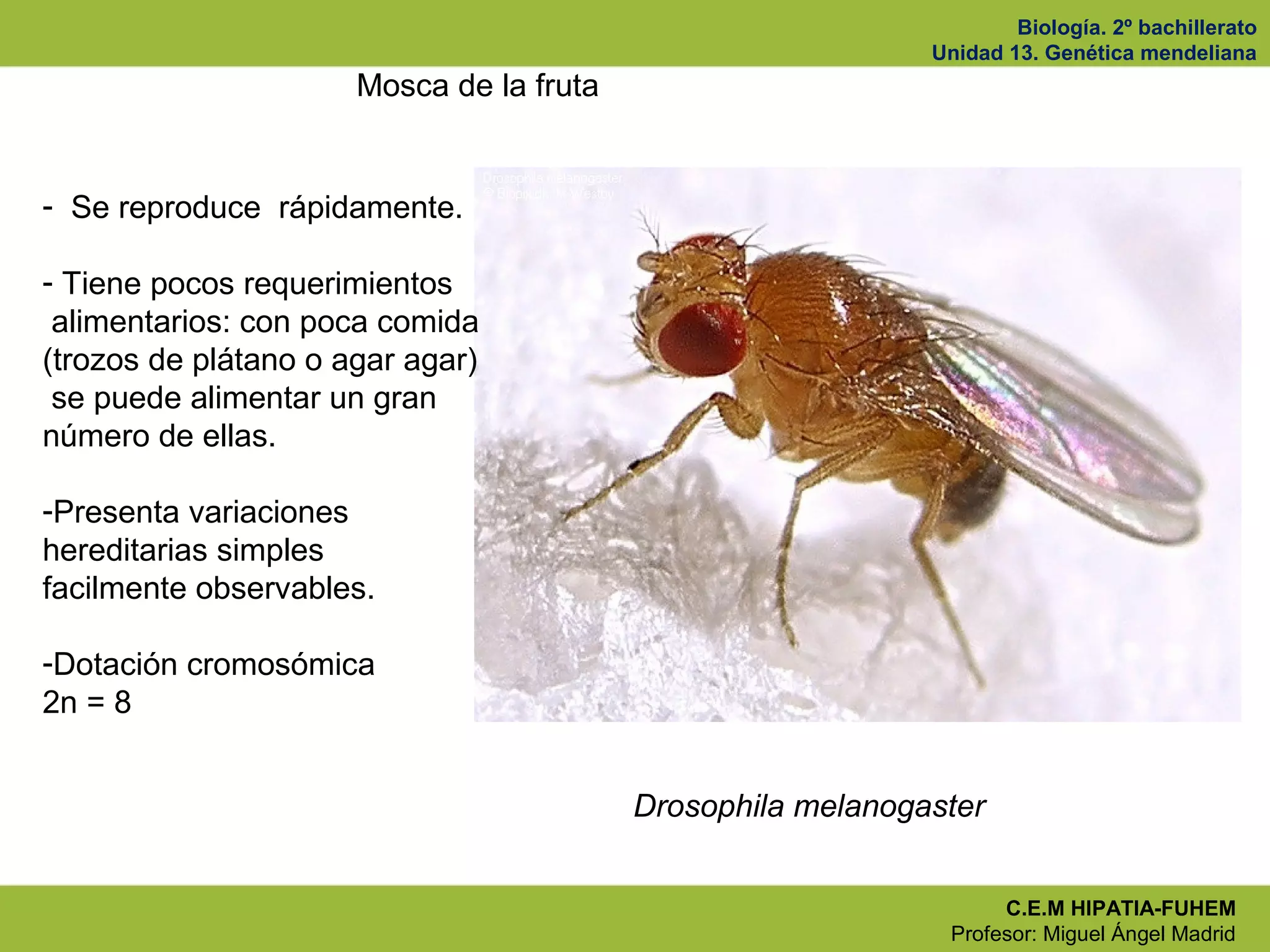 Biología. 2º bachillerato
Unidad 13. Genética mendeliana
C.E.M HIPATIA-FUHEM
Profesor: Miguel Ángel Madrid
Mosca de la fruta
Drosophila melanogaster
- Se reproduce rápidamente.
- Tiene pocos requerimientos
alimentarios: con poca comida
(trozos de plátano o agar agar)
se puede alimentar un gran
número de ellas.
-Presenta variaciones
hereditarias simples
facilmente observables.
-Dotación cromosómica
2n = 8
 