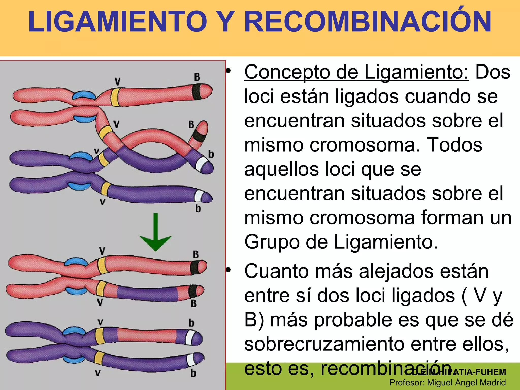 Biología. 2º bachillerato
Unidad 13. Genética mendeliana
C.E.M HIPATIA-FUHEM
Profesor: Miguel Ángel Madrid
LIGAMIENTO Y RECOMBINACIÓN
• Concepto de Ligamiento: Dos
loci están ligados cuando se
encuentran situados sobre el
mismo cromosoma. Todos
aquellos loci que se
encuentran situados sobre el
mismo cromosoma forman un
Grupo de Ligamiento.
• Cuanto más alejados están
entre sí dos loci ligados ( V y
B) más probable es que se dé
sobrecruzamiento entre ellos,
esto es, recombinación.
 