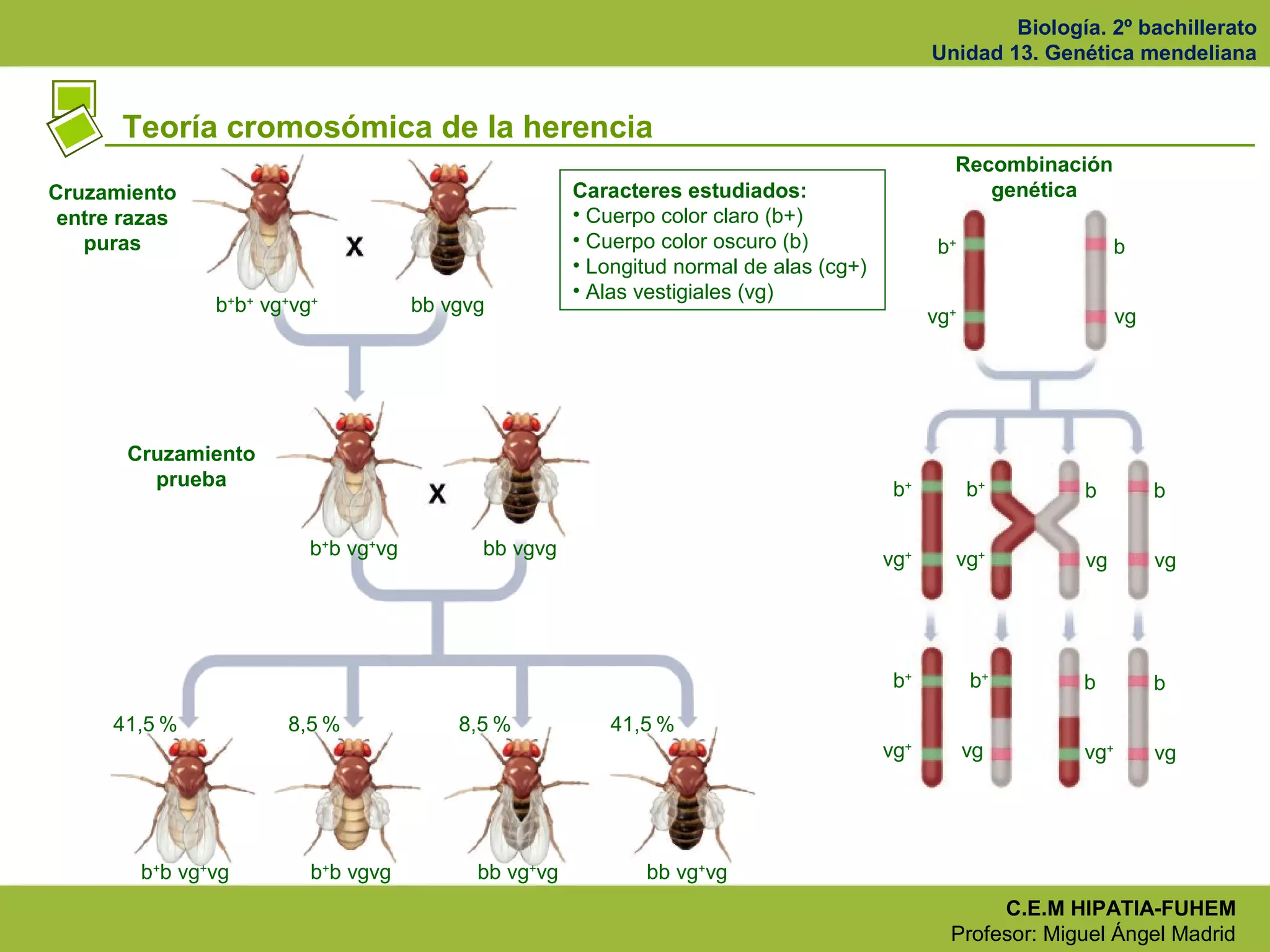 Biología. 2º bachillerato
Unidad 13. Genética mendeliana
C.E.M HIPATIA-FUHEM
Profesor: Miguel Ángel Madrid
Teoría cromosómica de la herencia
Cruzamiento
entre razas
puras
Cruzamiento
prueba
b+
b+
vg+
vg+
bb vgvg
b+
b vg+
vg bb vgvg
b+
b vg+
vg b+
b vgvg bb vg+
vg bb vg+
vg
41,5 % 8,5 % 8,5 % 41,5 %
b+
vg+
b
vg
Recombinación
genética
b+
vg+
b+
vg+
b+
vg
b+
vg+
b
vg
b
vg
b
vg
b
vg+
Caracteres estudiados:
• Cuerpo color claro (b+)
• Cuerpo color oscuro (b)
• Longitud normal de alas (cg+)
• Alas vestigiales (vg)
 