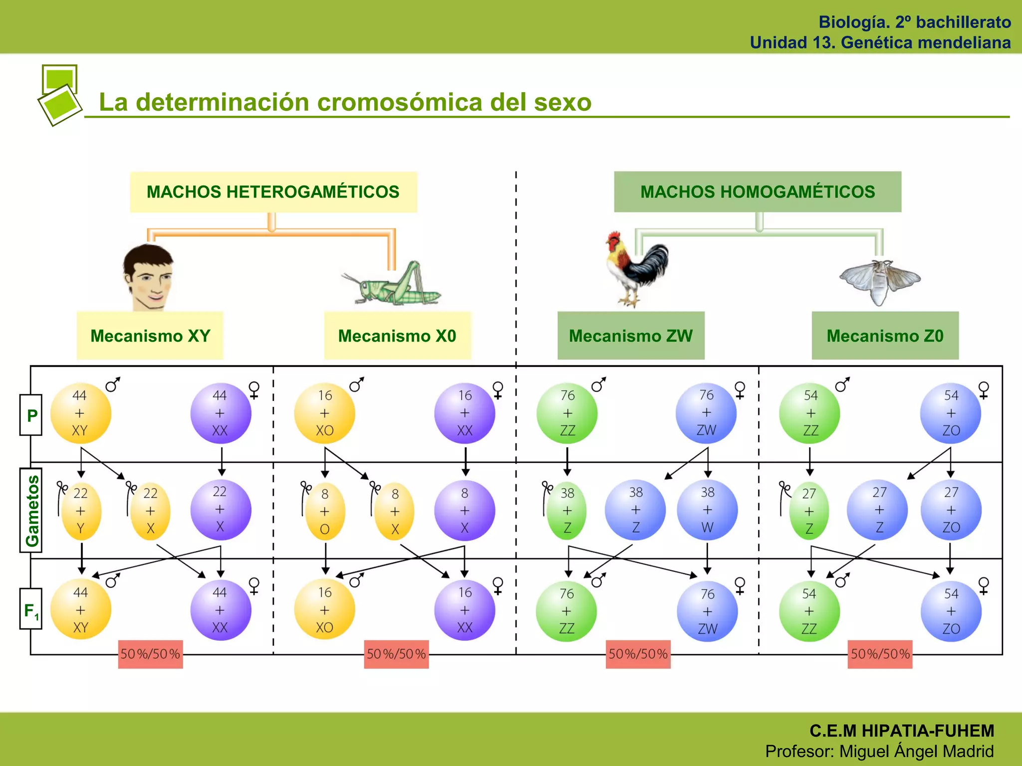Biología. 2º bachillerato
Unidad 13. Genética mendeliana
C.E.M HIPATIA-FUHEM
Profesor: Miguel Ángel Madrid
La determinación cromosómica del sexo
MACHOS HETEROGAMÉTICOS MACHOS HOMOGAMÉTICOS
Mecanismo XY Mecanismo X0 Mecanismo ZW Mecanismo Z0
P
Gametos
F1
 