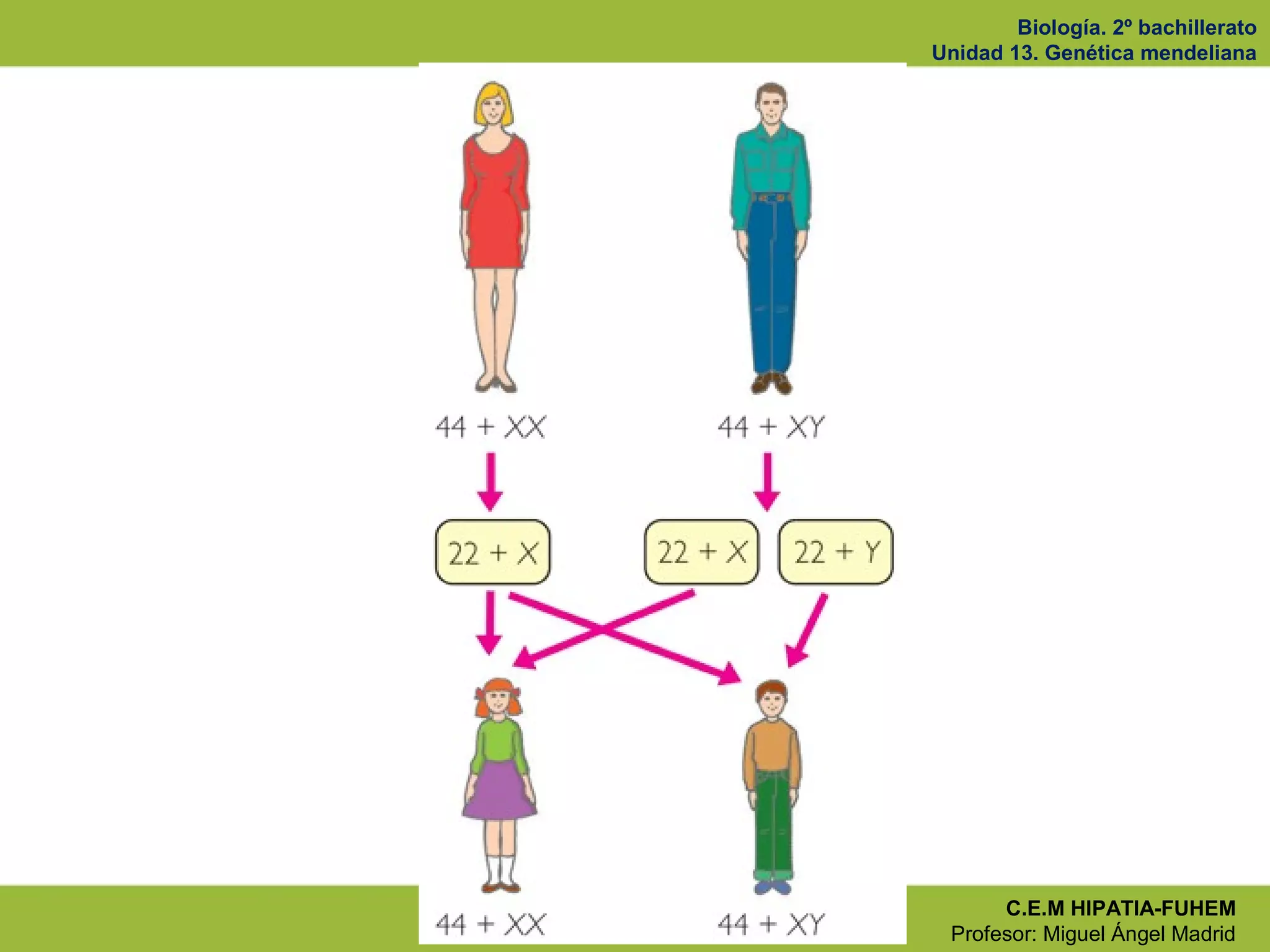 Biología. 2º bachillerato
Unidad 13. Genética mendeliana
C.E.M HIPATIA-FUHEM
Profesor: Miguel Ángel Madrid
 