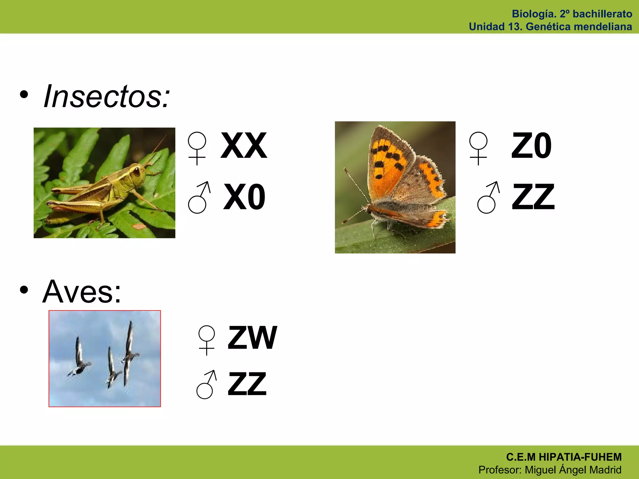 Biología. 2º bachillerato
Unidad 13. Genética mendeliana
C.E.M HIPATIA-FUHEM
Profesor: Miguel Ángel Madrid
• Insectos:
♀ XX ♀ Z0
♂ X0 ♂ ZZ
• Aves:
♀ ZW
♂ ZZ
 