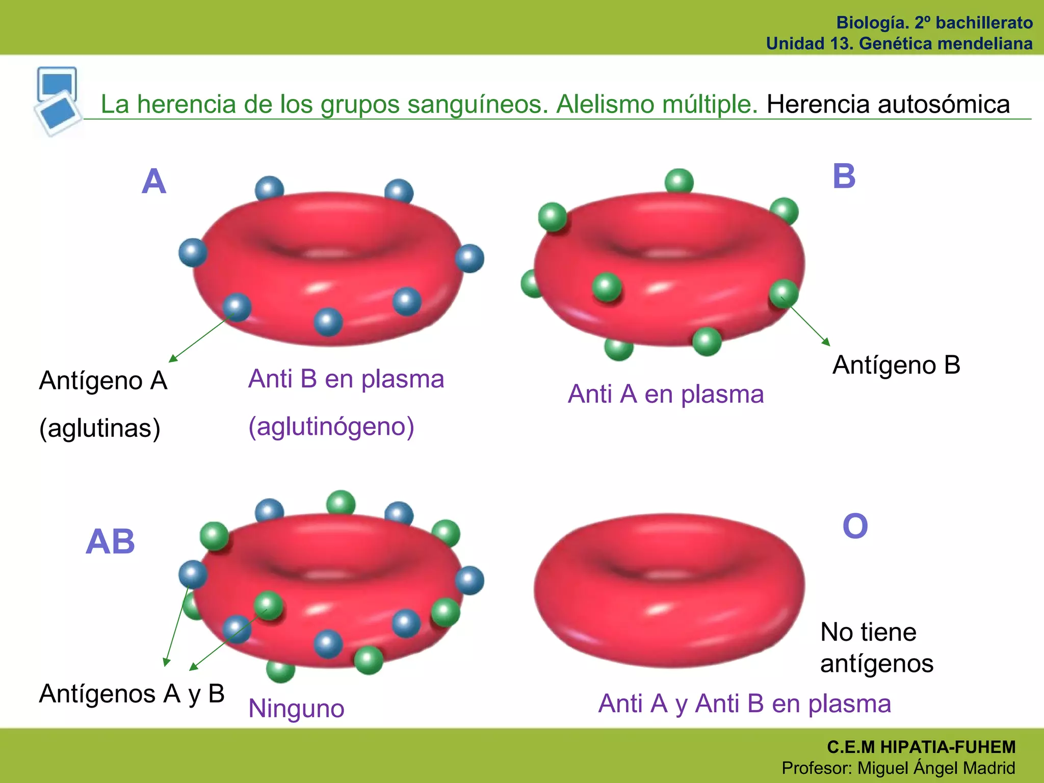 Biología. 2º bachillerato
Unidad 13. Genética mendeliana
C.E.M HIPATIA-FUHEM
Profesor: Miguel Ángel Madrid
La herencia de los grupos sanguíneos. Alelismo múltiple. Herencia autosómica
Antígeno A
(aglutinas)
Antígeno B
Antígenos A y B
No tiene
antígenos
Anti B en plasma
(aglutinógeno)
Anti A en plasma
Ninguno Anti A y Anti B en plasma
A B
AB O
 