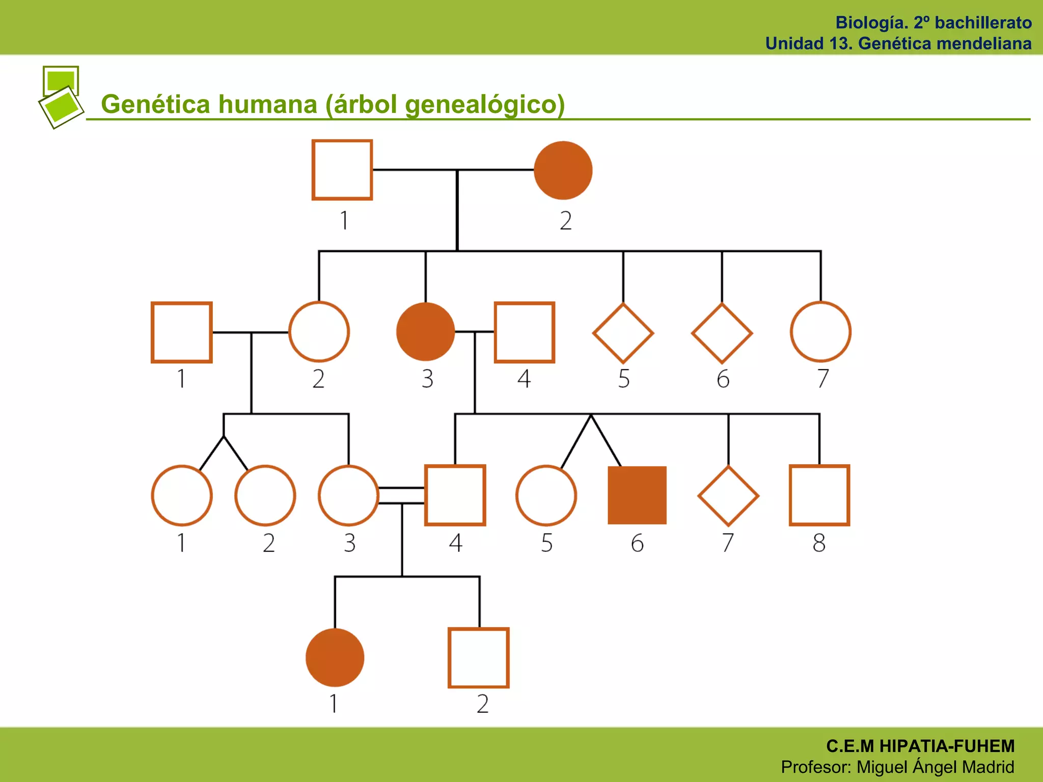 Biología. 2º bachillerato
Unidad 13. Genética mendeliana
C.E.M HIPATIA-FUHEM
Profesor: Miguel Ángel Madrid
Genética humana (árbol genealógico)
 