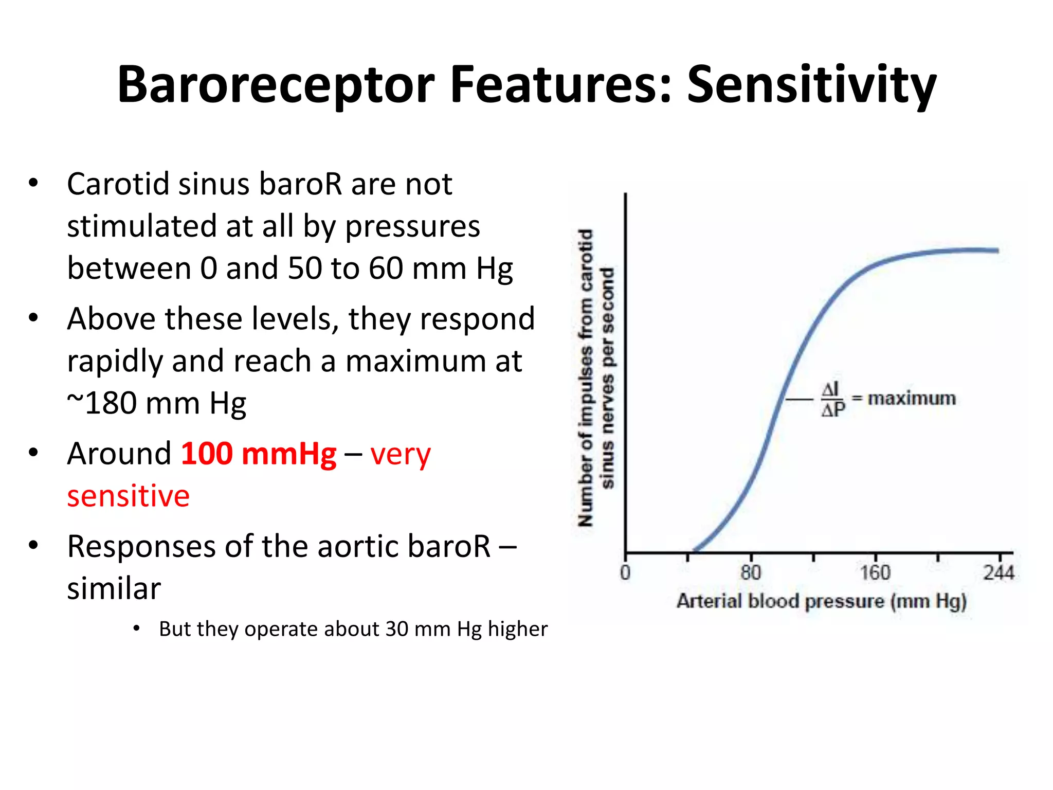 Baroreceptor Features: SensitivityCarotid sinus baroR are not stimulated at all by pressures between 0 and 50 to 60 mm HgAbove these levels, they respond rapidly and reach a maximum at ~180 mm HgAround 100 mmHg – very sensitiveResponses of the aortic baroR – similarBut they operate about 30 mm Hg higher