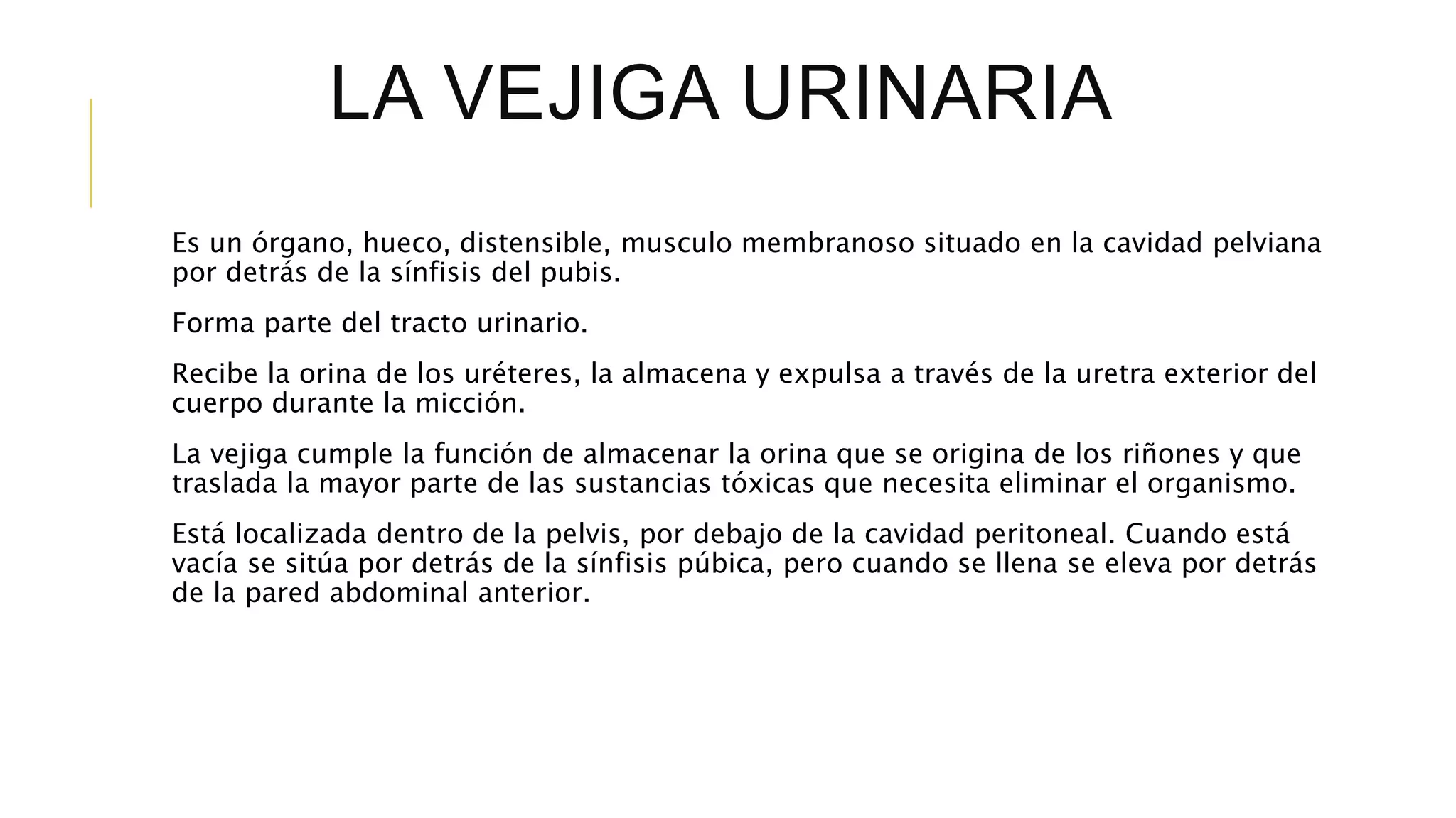 LA VEJIGA URINARIA
Es un órgano, hueco, distensible, musculo membranoso situado en la cavidad pelviana
por detrás de la sínfisis del pubis.
Forma parte del tracto urinario.
Recibe la orina de los uréteres, la almacena y expulsa a través de la uretra exterior del
cuerpo durante la micción.
La vejiga cumple la función de almacenar la orina que se origina de los riñones y que
traslada la mayor parte de las sustancias tóxicas que necesita eliminar el organismo.
Está localizada dentro de la pelvis, por debajo de la cavidad peritoneal. Cuando está
vacía se sitúa por detrás de la sínfisis púbica, pero cuando se llena se eleva por detrás
de la pared abdominal anterior.
 