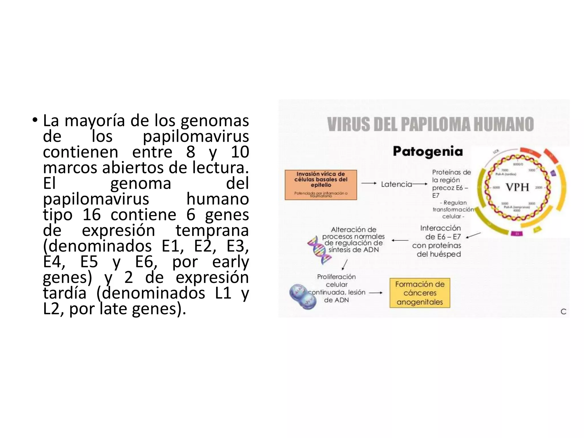 • La mayoría de los genomas
de los papilomavirus
contienen entre 8 y 10
marcos abiertos de lectura.
El genoma del
papilomavirus humano
tipo 16 contiene 6 genes
de expresión temprana
(denominados E1, E2, E3,
E4, E5 y E6, por early
genes) y 2 de expresión
tardía (denominados L1 y
L2, por late genes).
 