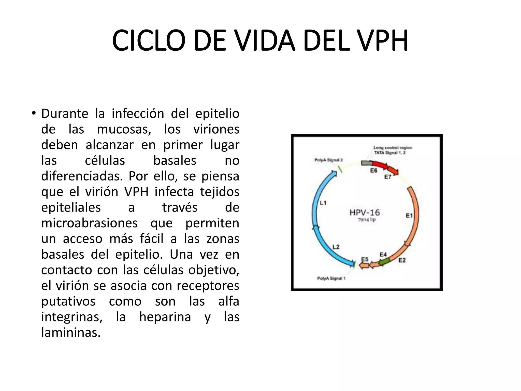 CICLO DE VIDA DEL VPH
• Durante la infección del epitelio
de las mucosas, los viriones
deben alcanzar en primer lugar
las células basales no
diferenciadas. Por ello, se piensa
que el virión VPH infecta tejidos
epiteliales a través de
microabrasiones que permiten
un acceso más fácil a las zonas
basales del epitelio. Una vez en
contacto con las células objetivo,
el virión se asocia con receptores
putativos como son las alfa
integrinas, la heparina y las
lamininas.
 