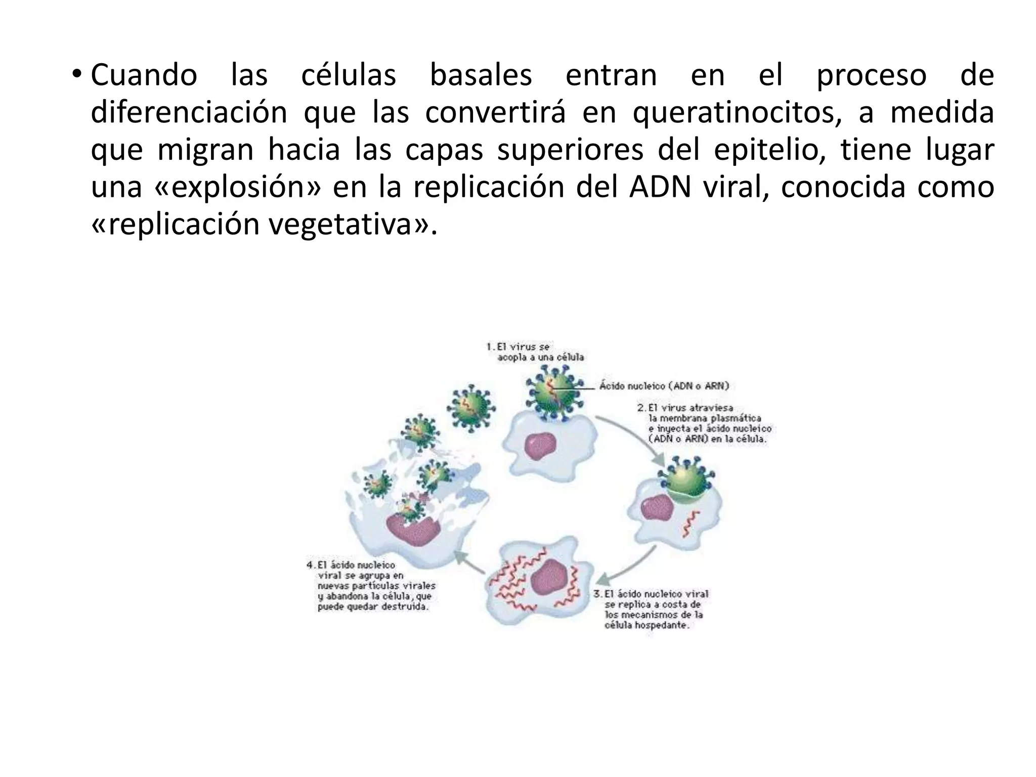 • Cuando las células basales entran en el proceso de
diferenciación que las convertirá en queratinocitos, a medida
que migran hacia las capas superiores del epitelio, tiene lugar
una «explosión» en la replicación del ADN viral, conocida como
«replicación vegetativa».
 