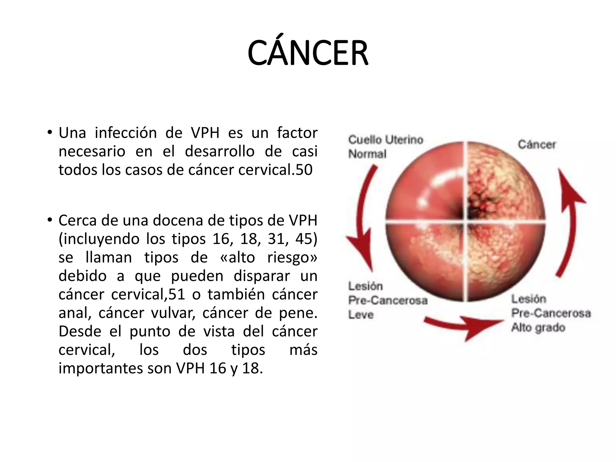 CÁNCER
• Una infección de VPH es un factor
necesario en el desarrollo de casi
todos los casos de cáncer cervical.50
• Cerca de una docena de tipos de VPH
(incluyendo los tipos 16, 18, 31, 45)
se llaman tipos de «alto riesgo»
debido a que pueden disparar un
cáncer cervical,51 o también cáncer
anal, cáncer vulvar, cáncer de pene.
Desde el punto de vista del cáncer
cervical, los dos tipos más
importantes son VPH 16 y 18.
 
