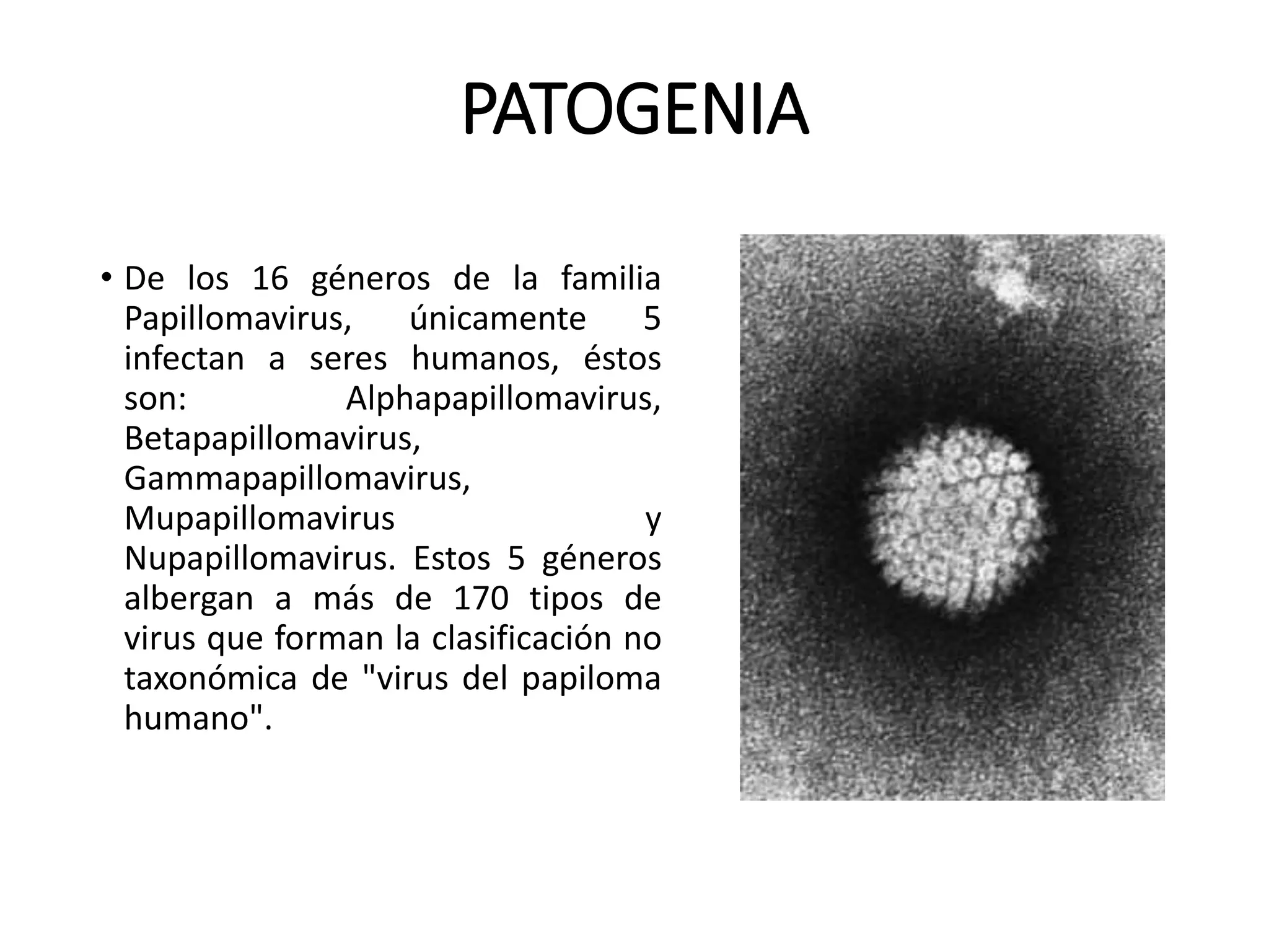 PATOGENIA
• De los 16 géneros de la familia
Papillomavirus, únicamente 5
infectan a seres humanos, éstos
son: Alphapapillomavirus,
Betapapillomavirus,
Gammapapillomavirus,
Mupapillomavirus y
Nupapillomavirus. Estos 5 géneros
albergan a más de 170 tipos de
virus que forman la clasificación no
taxonómica de "virus del papiloma
humano".
 