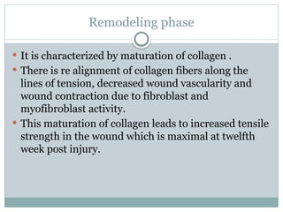 Remodeling phase
 It is characterized by maturation of collagen .
 There is re alignment of collagen fibers along the
lines of tension, decreased wound vascularity and
wound contraction due to fibroblast and
myofibroblast activity.
 This maturation of collagen leads to increased tensile
strength in the wound which is maximal at twelfth
week post injury.
 