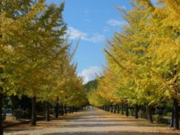 秩父ミューズパークの紅葉