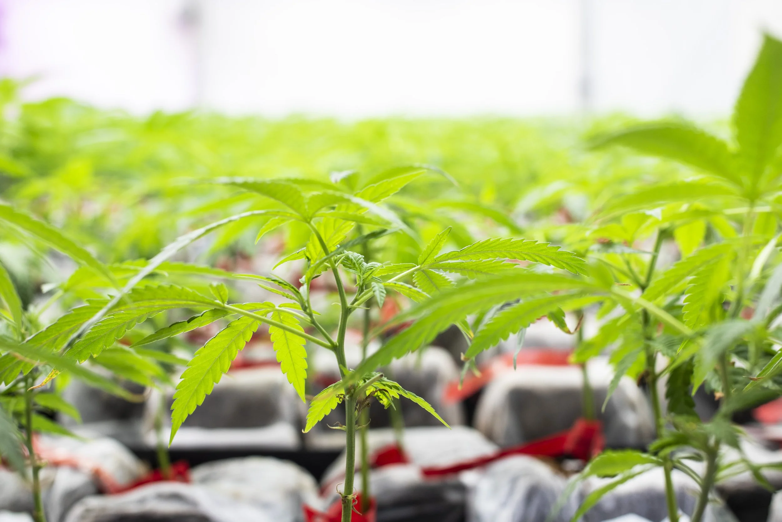 Small cannabis plants growing in a greenhouse