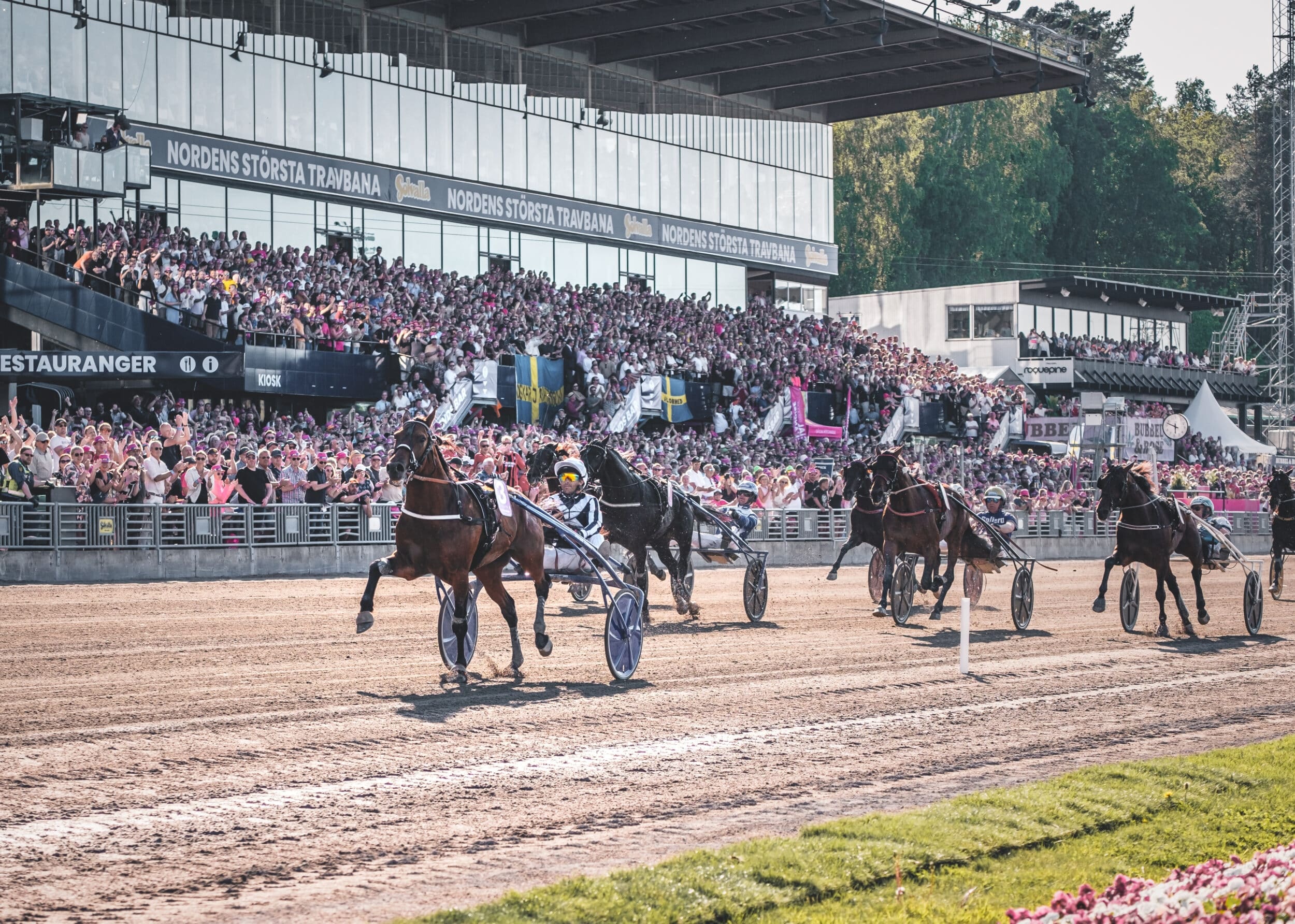 Elitloppsfinal på Solvalla. En hästägares dröm att delta i. Foto: Jonatan Östlund