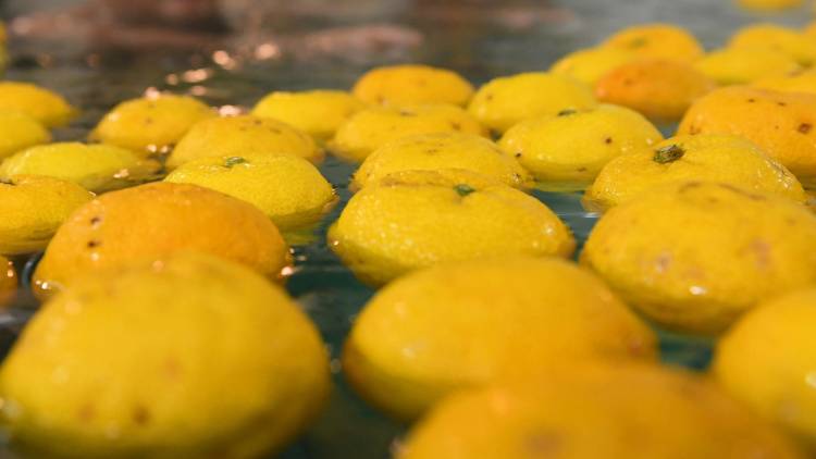 みかんの3倍のクエン酸?お疲れ女性に「ゆず湯」のすすめ