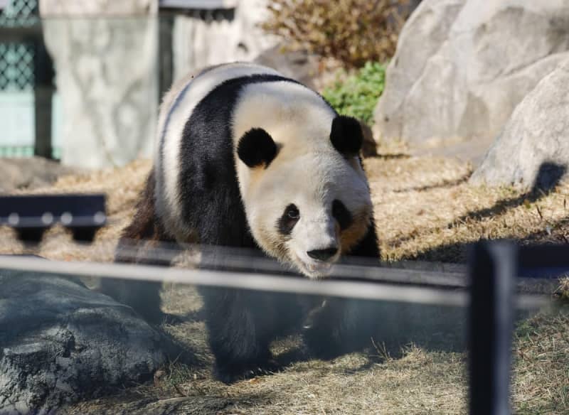 報道陣に公開された双子のジャイアントパンダ、雄シャオシャオ=2025年12月16日、東京・上野動物園
