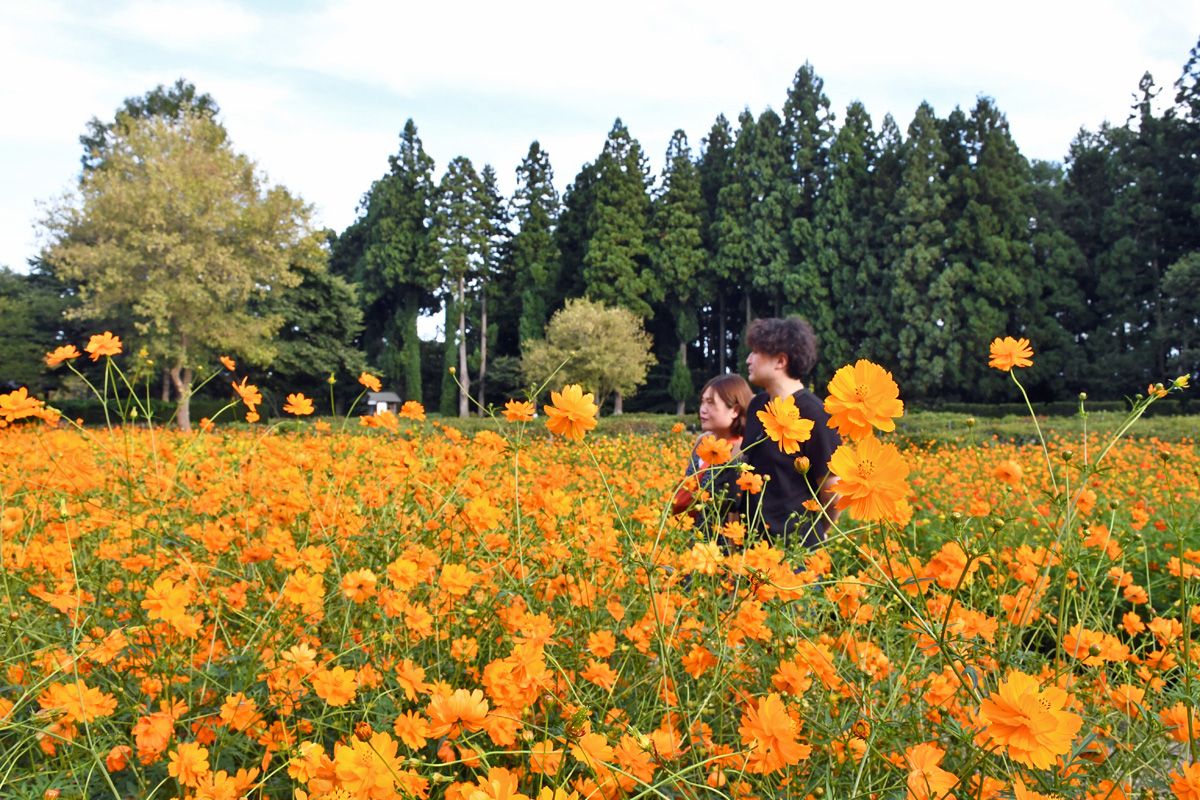 キバナコスモスが見ごろを迎えている「手づくり村　鯉艸郷」＝18日、十和田市深持