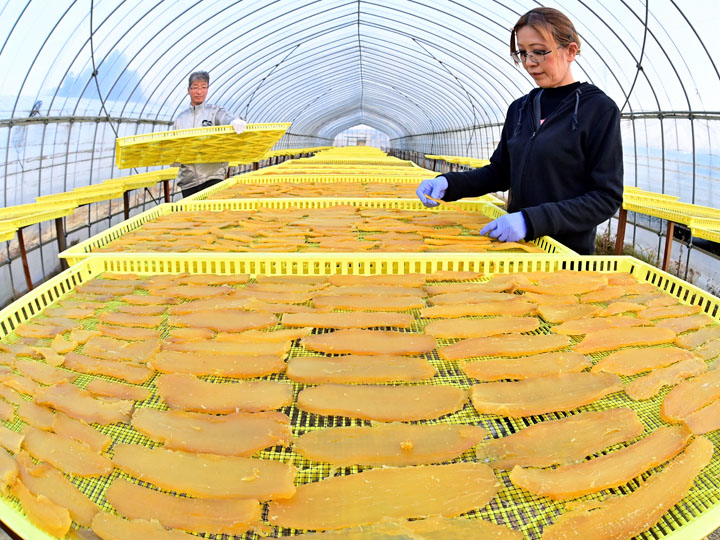 干し場にずらりと並び最盛期を迎えた干し芋作り=郡山市・きのこ総合センター