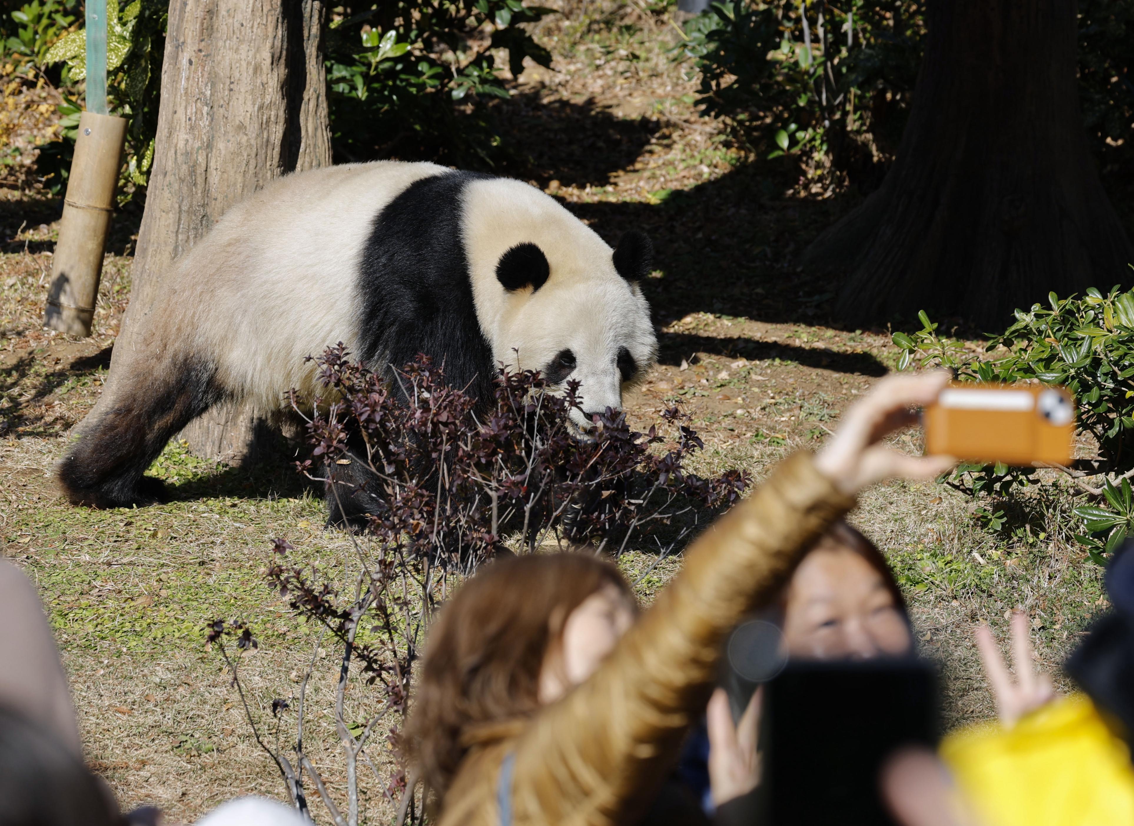 東京・上野動物園の双子のジャイアントパンダ、雄シャオシャオ=2025年12月