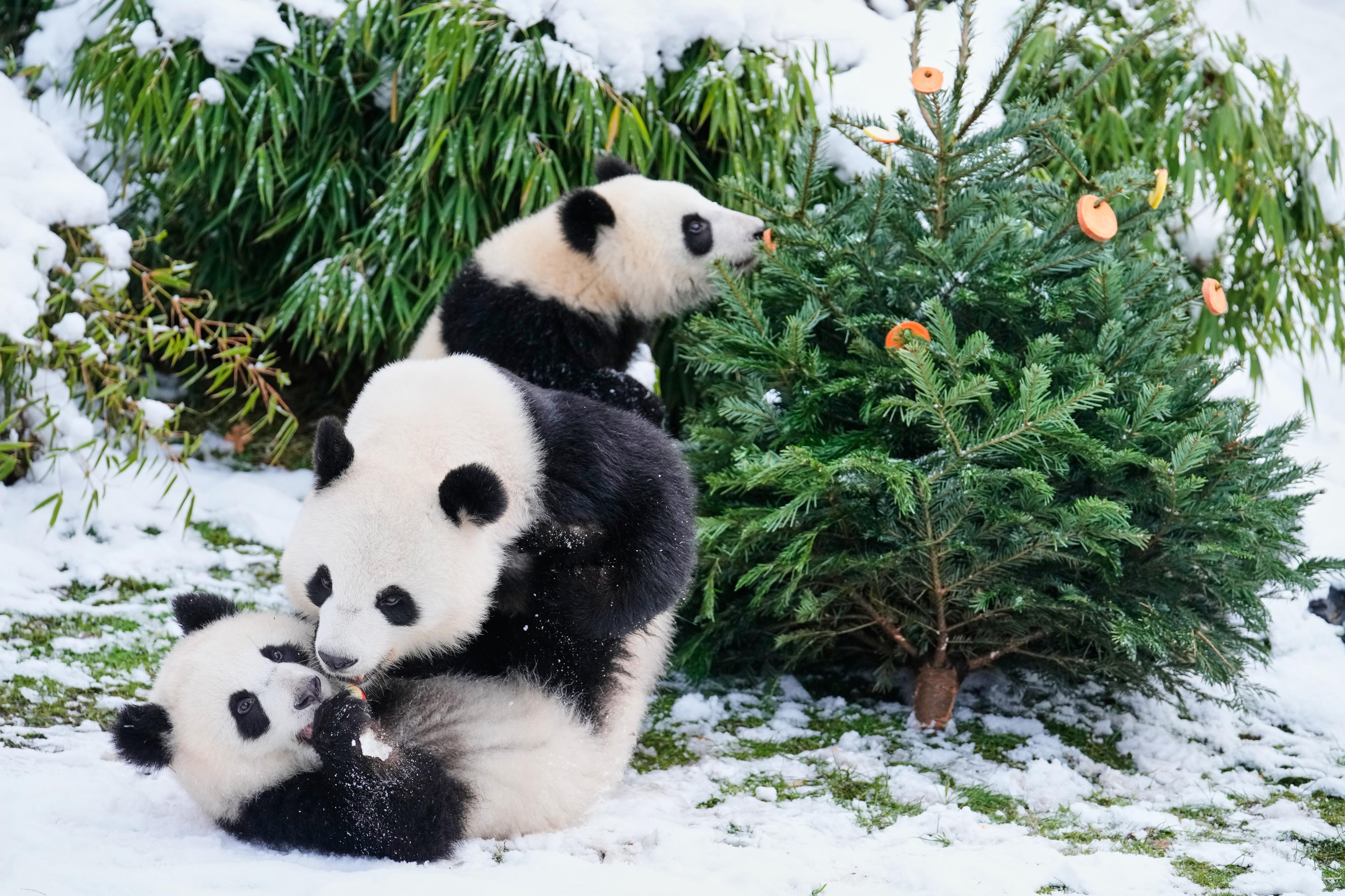 ベルリンの動物園で遊ぶ子パンダ=5日(AP=共同)