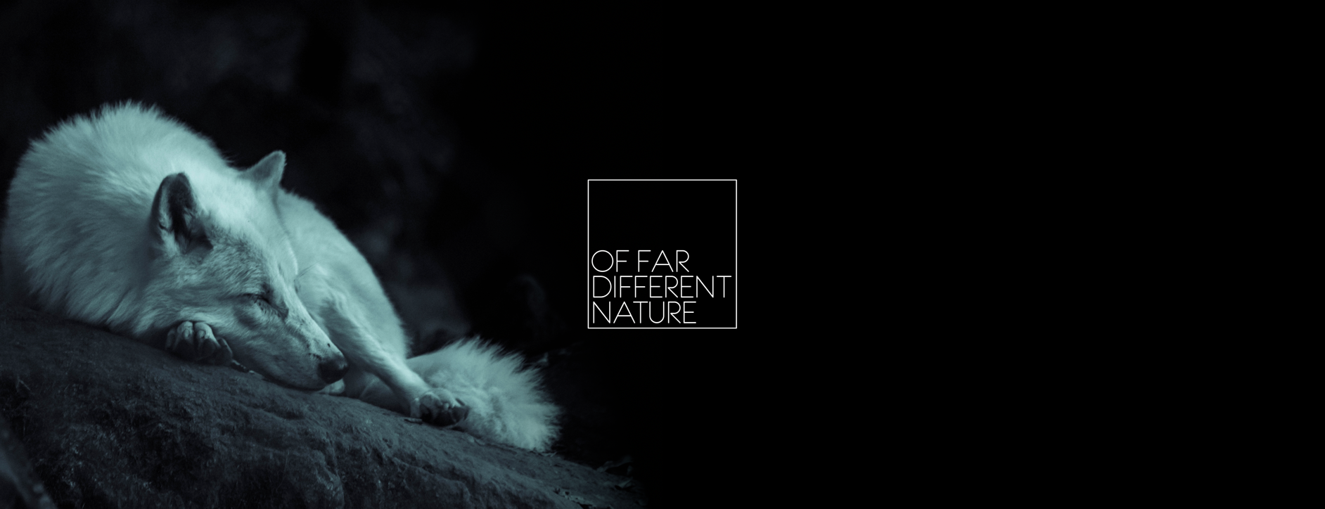 OF FAR DIFFERENT NATURE White wolf sleeping on a rock with the words 'OF FAR DIFFERENT NATURE' in a box on the right side
