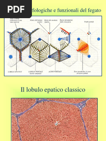 Lezione II 8 Fegato Pancreas Urinifero 28-03-11