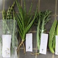 多肉植物　7-10