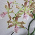 IMG_3589-1