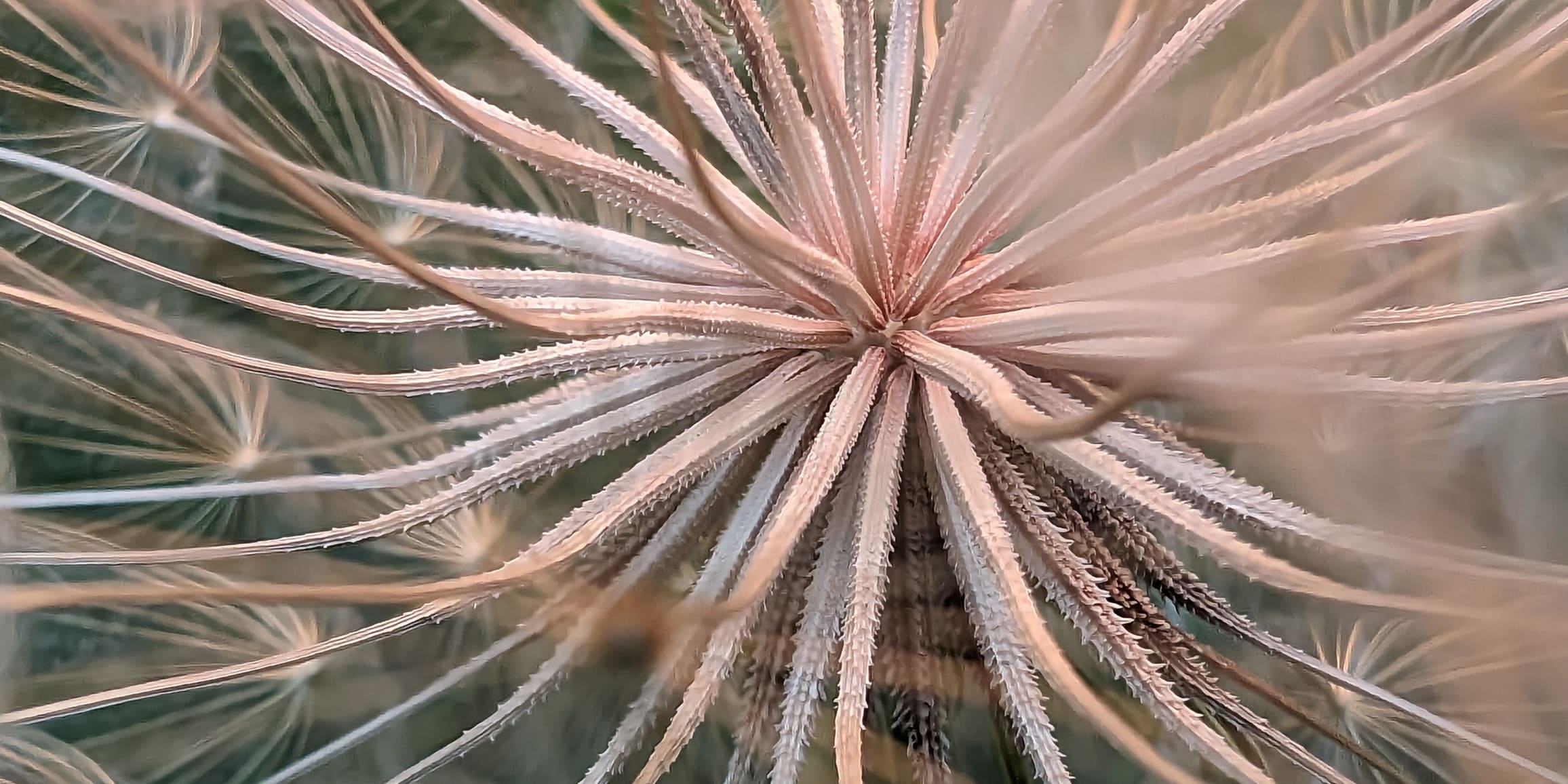 A Pixel 8 Pro macro shot of an aloe plant. Macro Focus captures the minute details of the plant's skin.