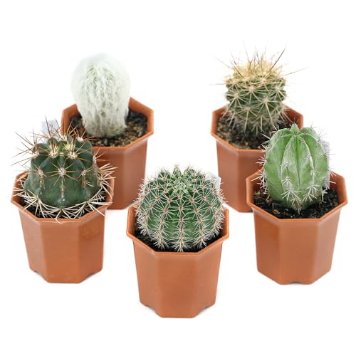 【charm】（観葉植物）サボテン 品種おまかせ ２号（１鉢） 北海道冬季発送不可