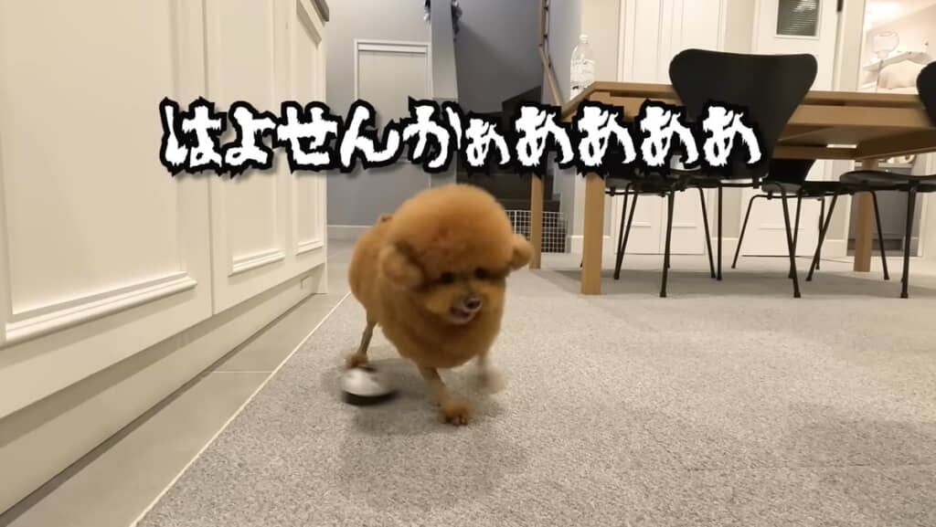 ベルを後方へ投げ飛ばすぽん太くん