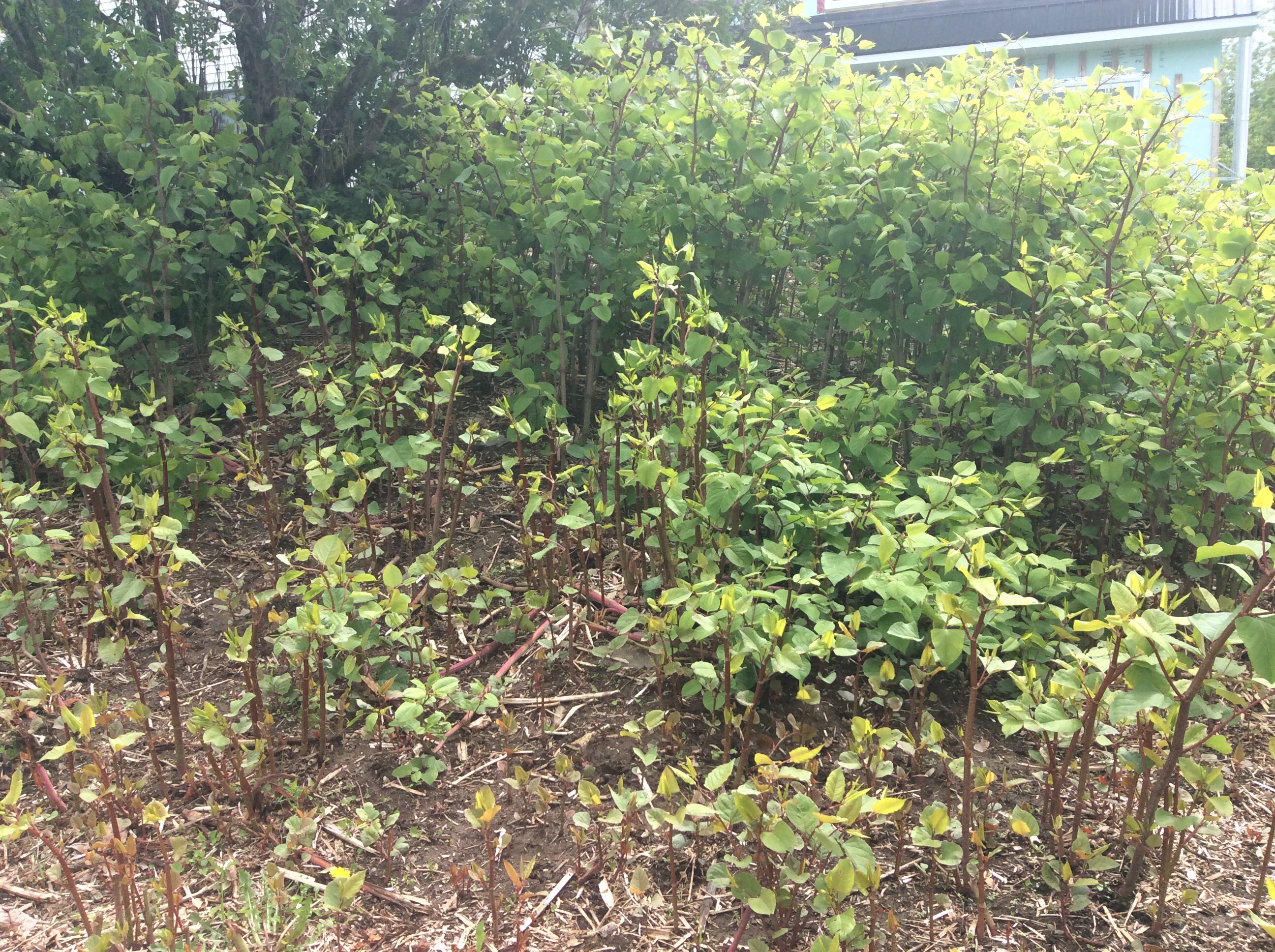 Knotweed round one