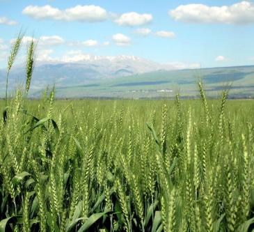 Wheat Fields and Emergence