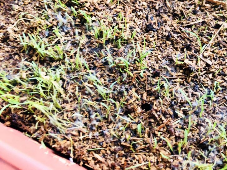 バミューダグラス(リビエラ)1215