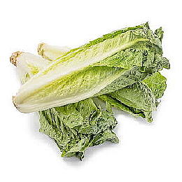 生菜