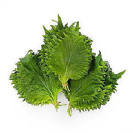 Shiso Leaf