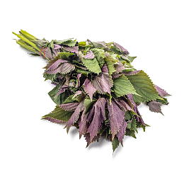 Shiso Leaf