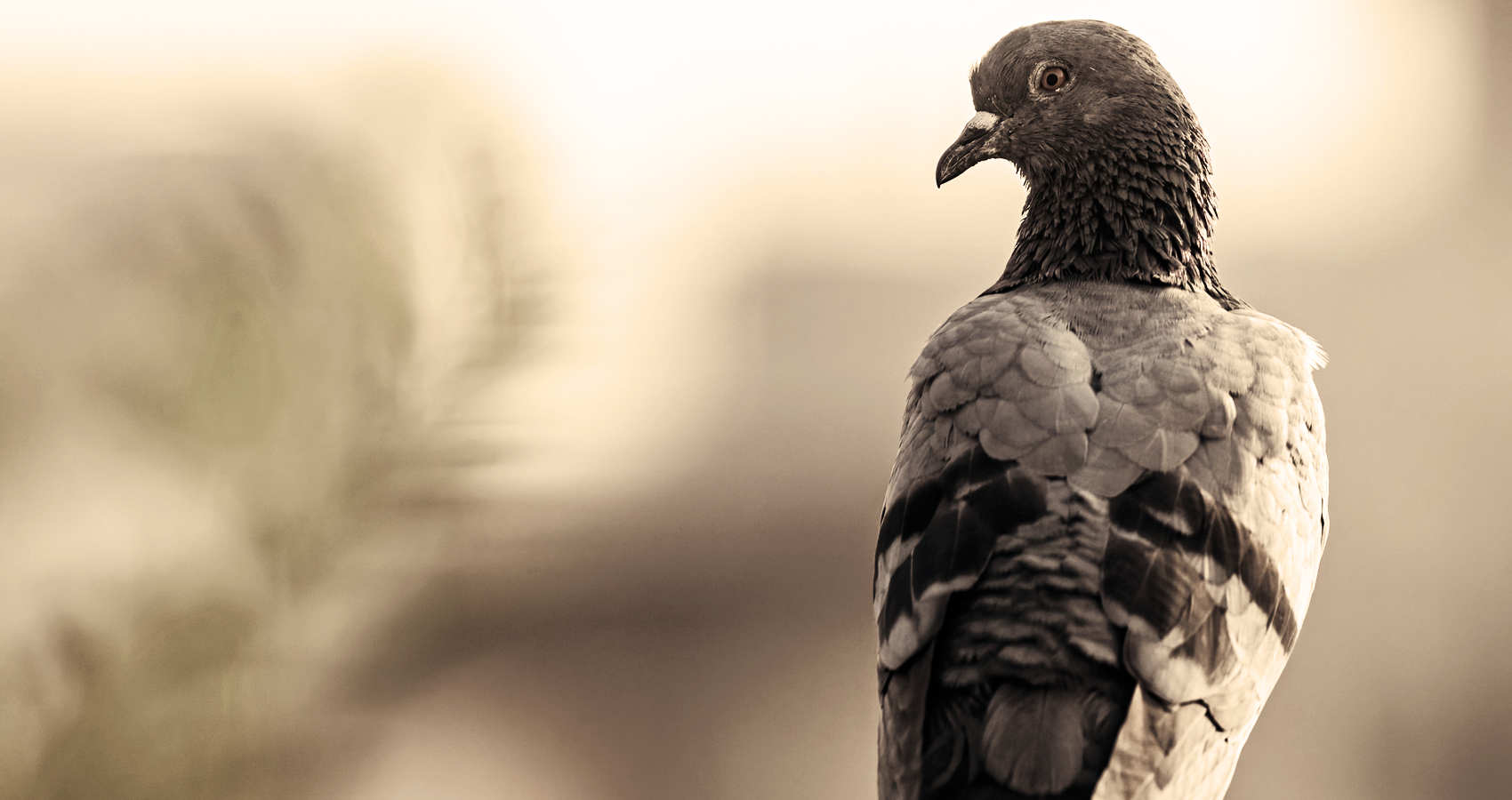 Maisie, micro fiction by Alastair Millar at Spillwords.com