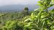 Costa Rica, Visionswald – Landschaft / Wald Costa Rica, Visionswald – Landschaft / Wald